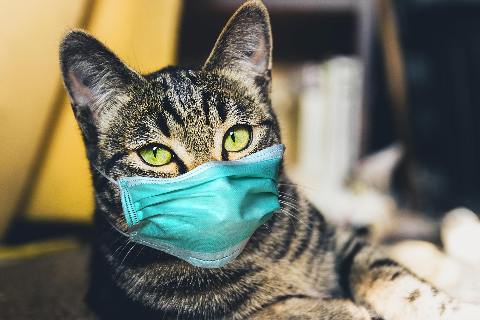Cats Can Spread COVID19 Coronavirus Infection to Other Cats