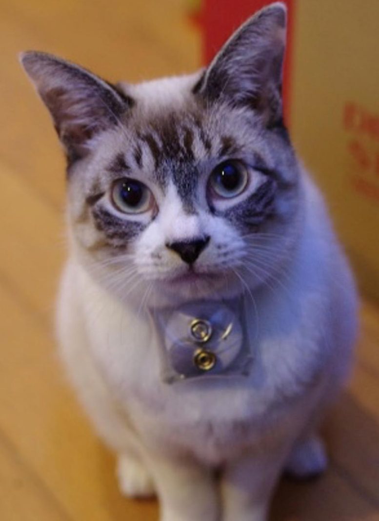 Cat Wearing a BLE Beacon Tracking Device
