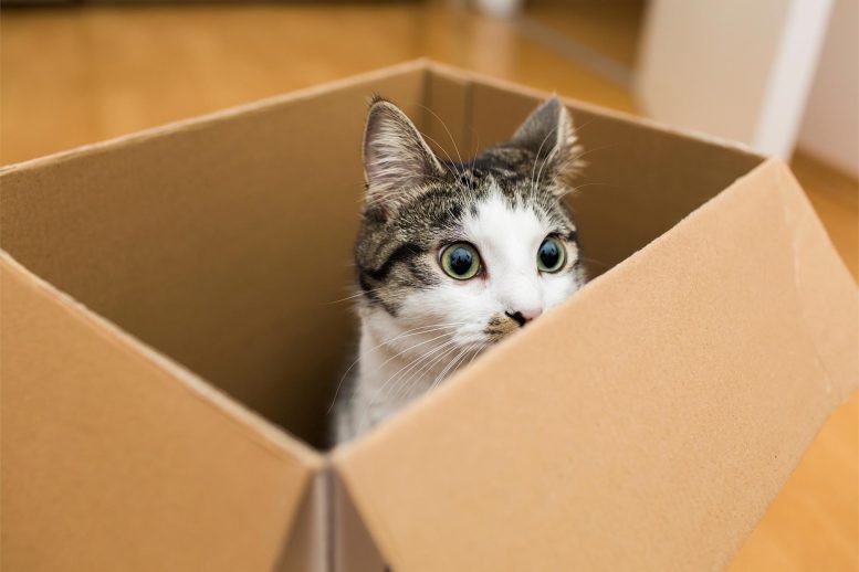 Gatto in scatola