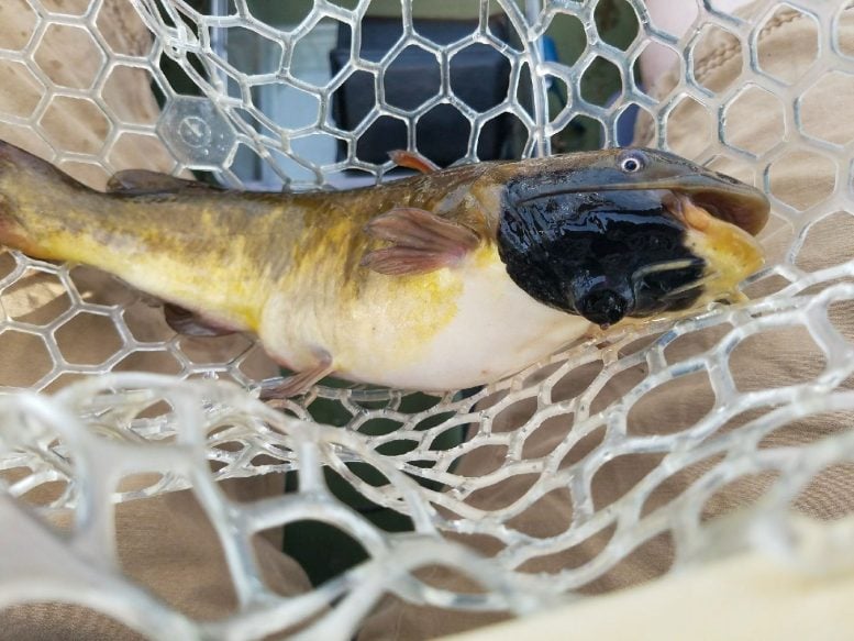 Catfish with Melanoma Cancer