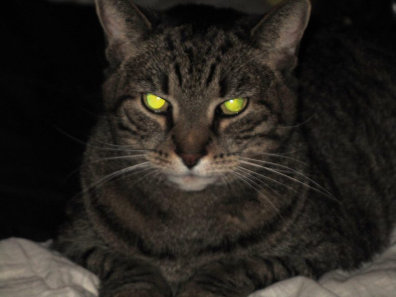 Cat's Eye Glow in Dark