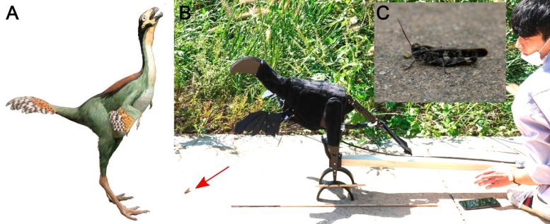Caudipteryx and Its Robotic Imitation
