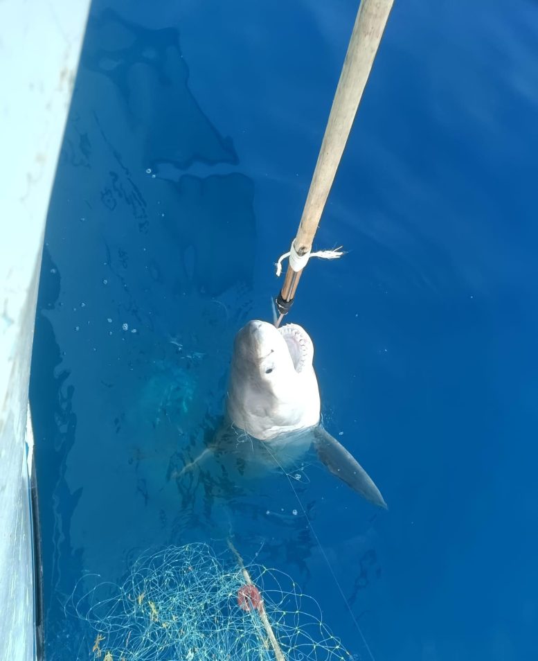 Caught Juvenile Great White Shark