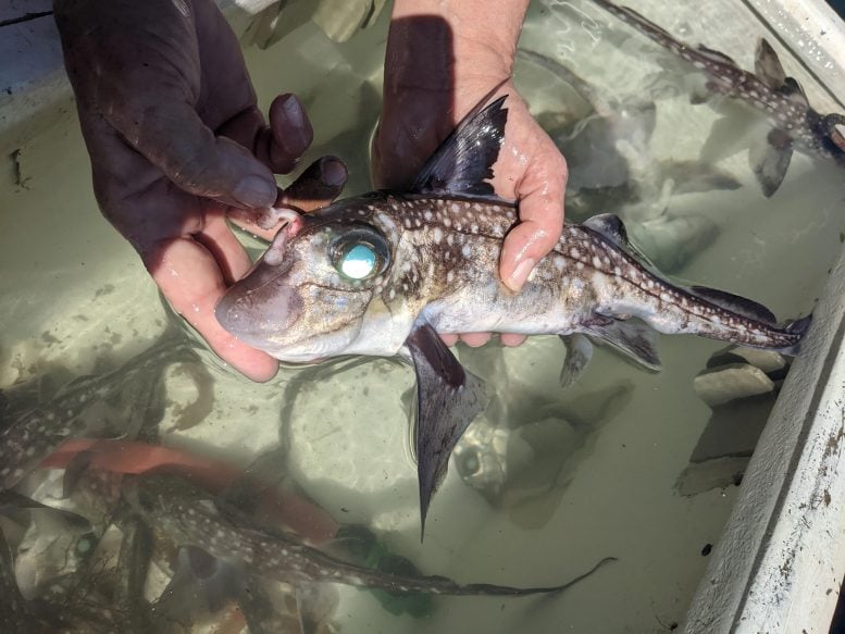 Caught Male Spotted Ratfish