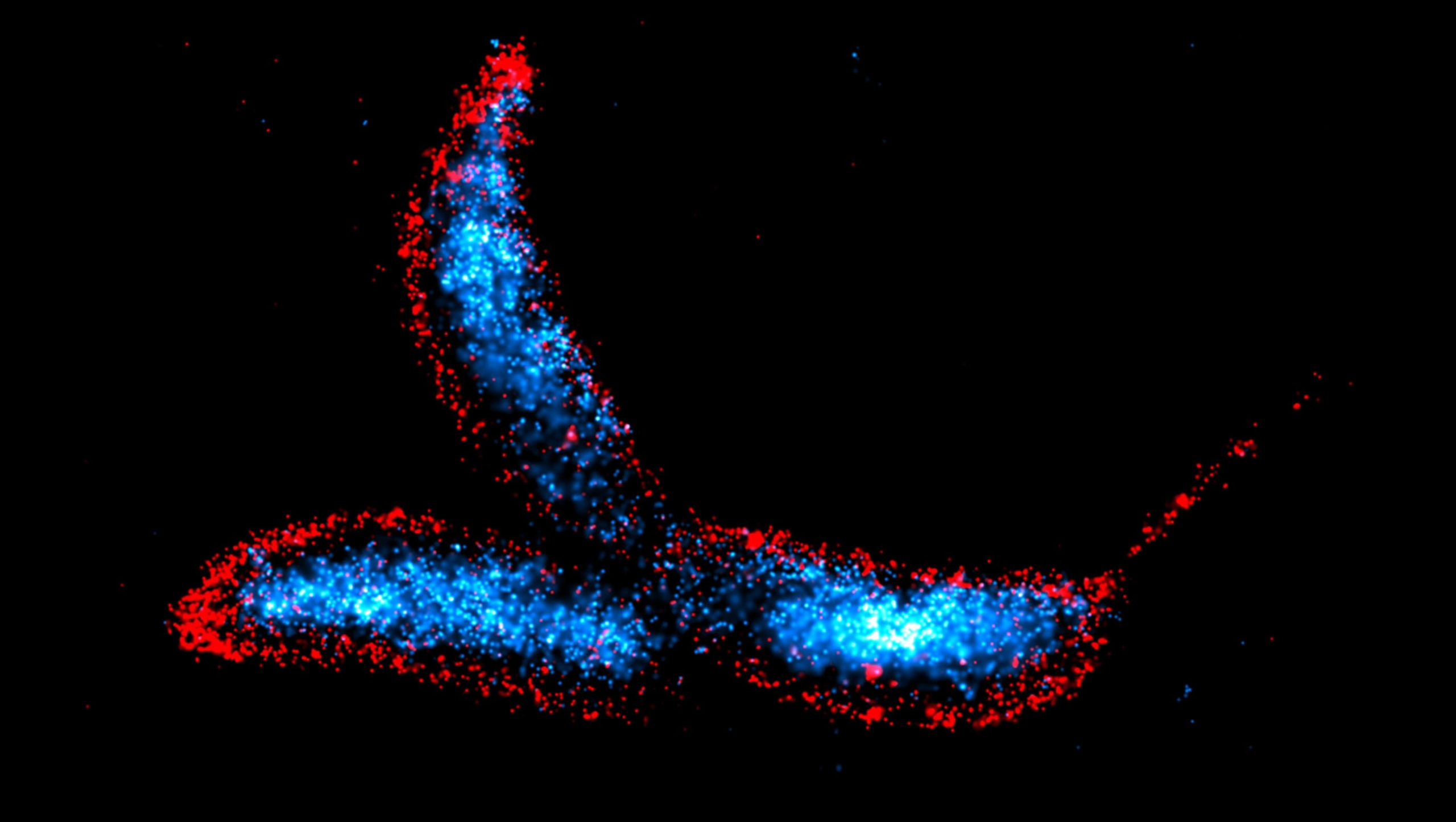 Científicos han descubierto un nuevo talón de Aquiles de la pared celular bacteriana