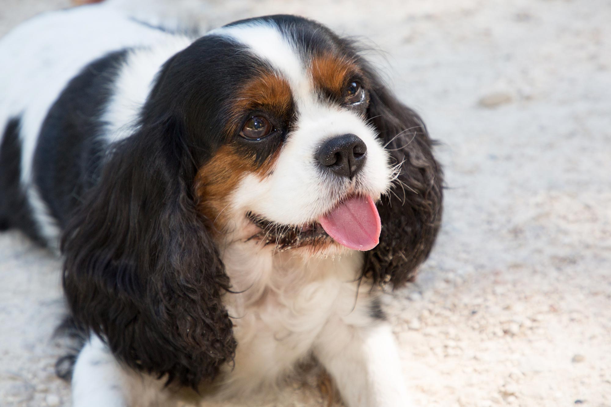 Cavalier King Charles Spaniels Carry More Harmful Genetic Variants Than Cavalier King Charles Spaniels Carry More Harmful Genetic Variants Than