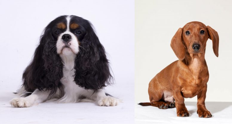 Cavalier King Charles Spaniels Carry More Harmful Genetic Variants Than Other Dog Breeds