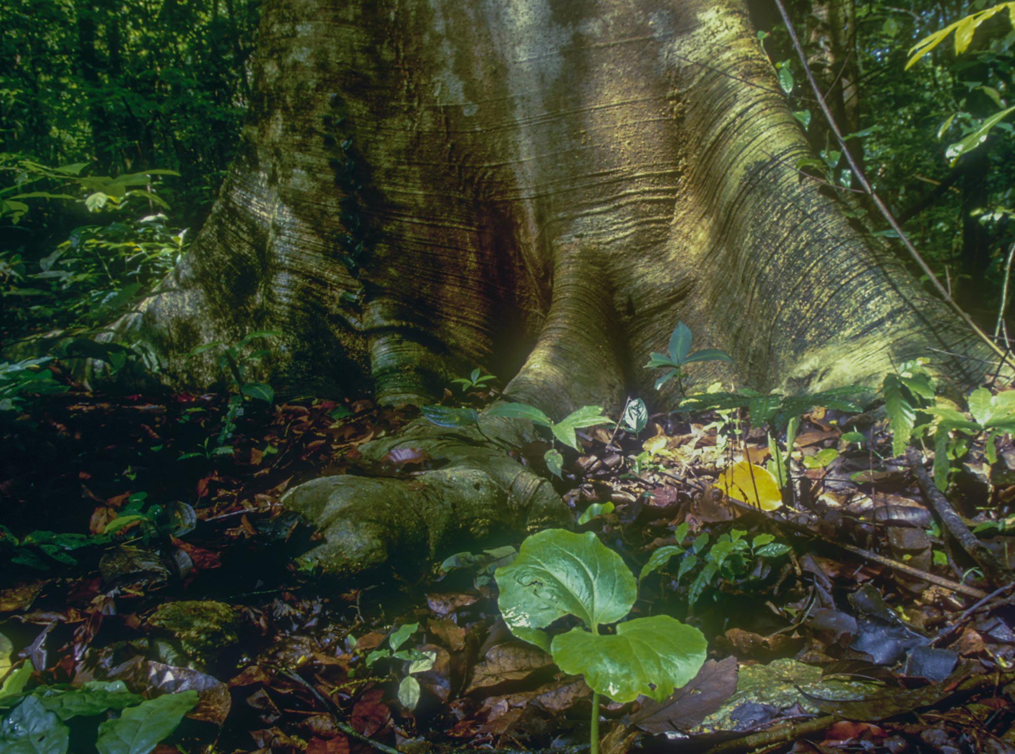 A Glimpse Into The Future Of Diverse Tropical Forests