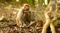 Cayo Santiago Macaque Huddle