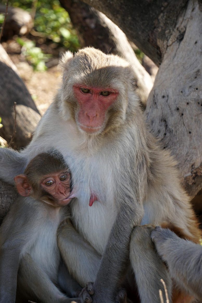 Cayo Santiago Macaques Under Shade