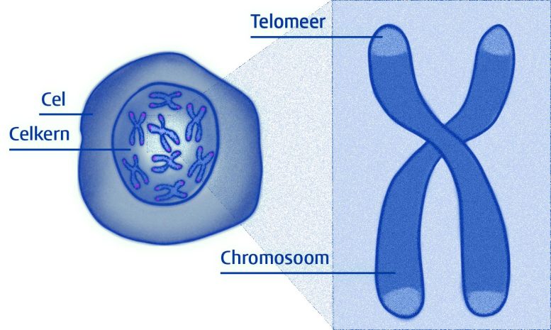 Cellule, cromosomi e telomeri
