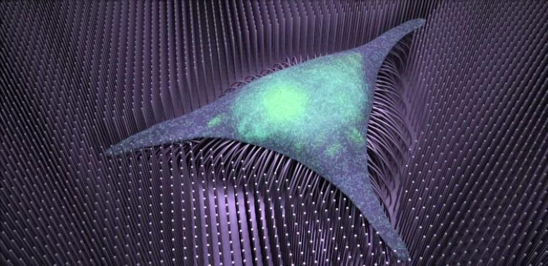Cell Cultured Nanowire Scaffold