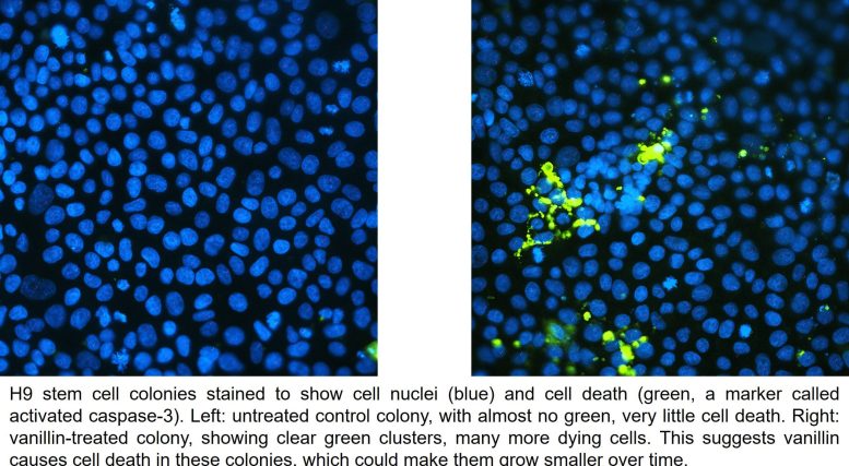 Cell Death in Vanillin Treated Human Embryonic Stem Cells