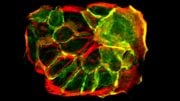Cell Density and Crowding Play a Critical Role in Instructing Single Stem Cell Decisions