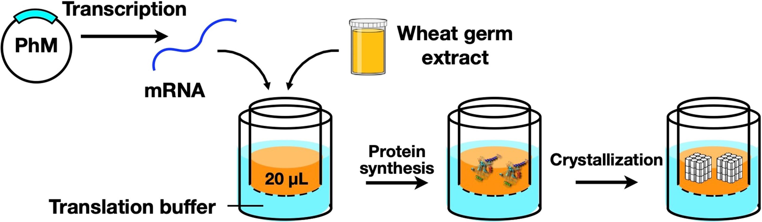 protein crystallization process