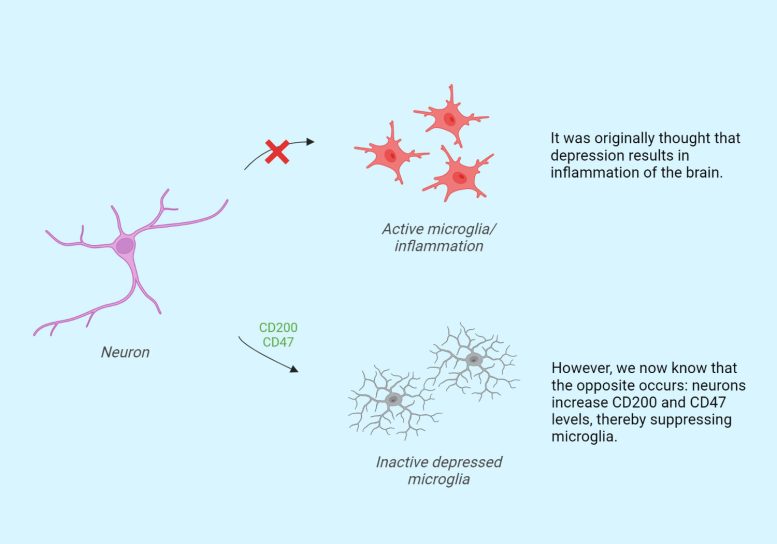 Cell Interaction During Depression