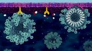 Cell Membrane Defense Against COVID-19