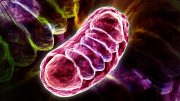 Cell Mitochondria Illustration