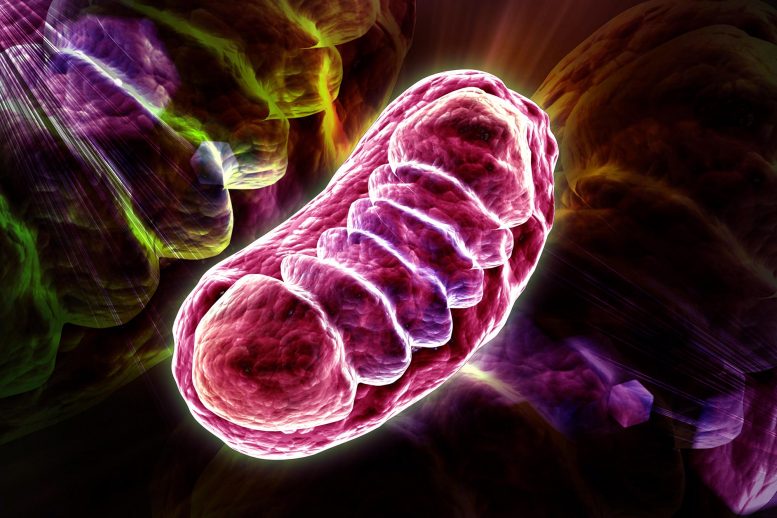 Cell Mitochondria Illustration