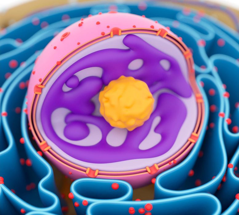 Cell Nucleus Illustration