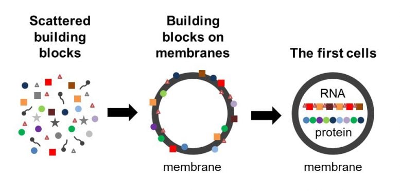 Model of cellular origin