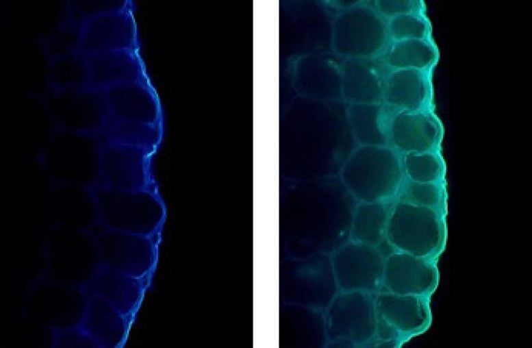 Cell Wall Fluorescence Changes