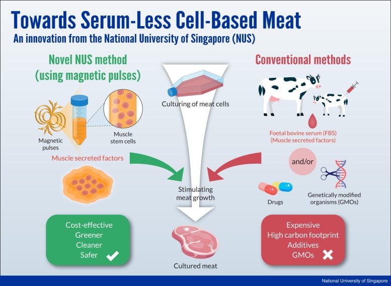 Cell based Meat Infographic
