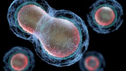 Cells Splitting Meiosis Biotechnology
