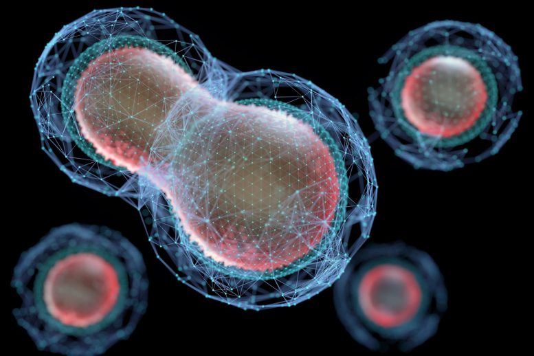 Cells Splitting Meiosis Biotechnology