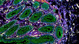Cells of the Human Intestine 3