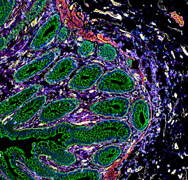 Cells of the Human Intestine 3