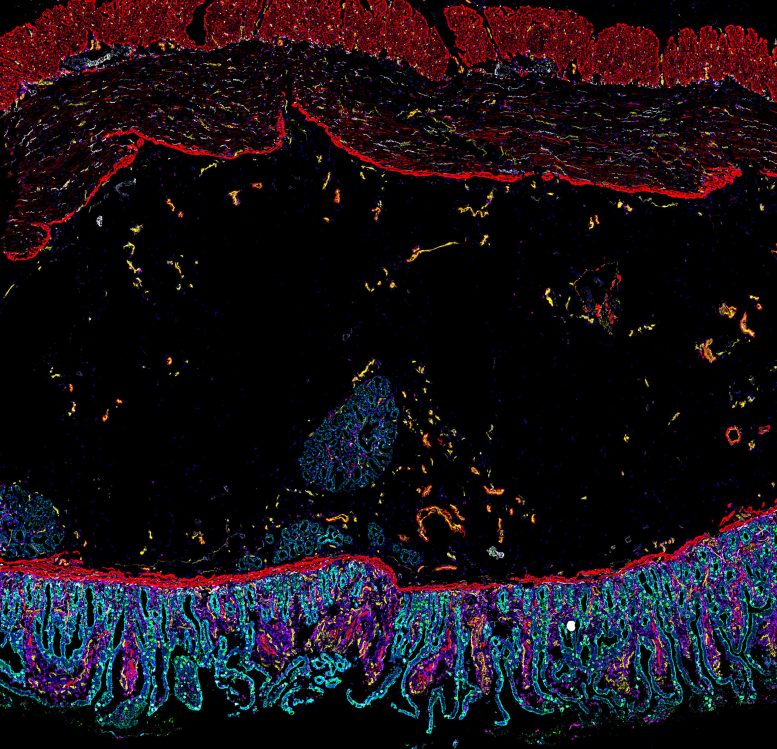 Cells of the Human Intestine