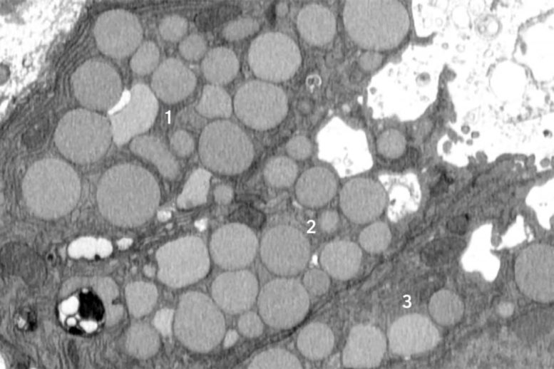 Cells ‘Vomit’ Waste to Promote Healing