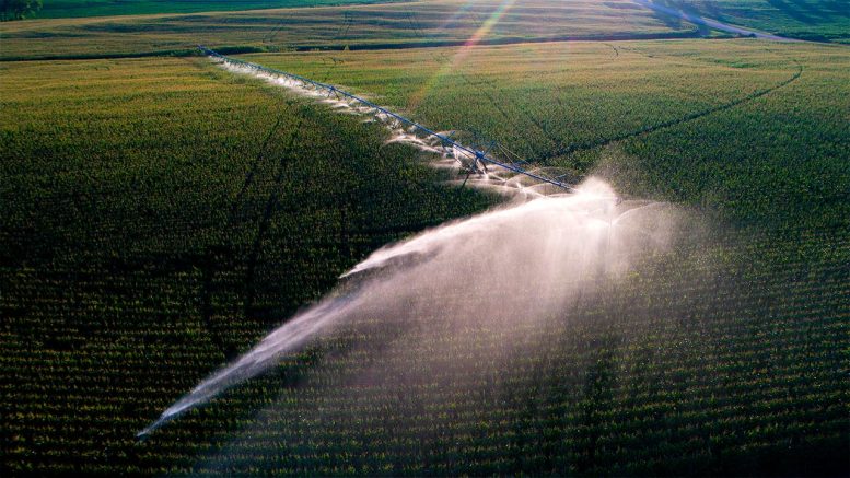 Center-Pivot Irrigation System Waters a Cornfield