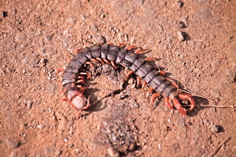 Centipede (Scolopendra subspinipes mutilans)