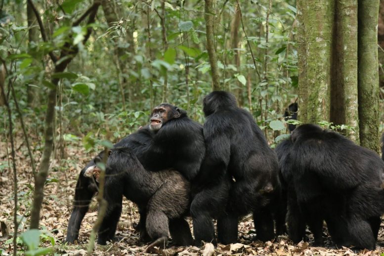 Central Chimpanzees Embracing Western Chimpanzees