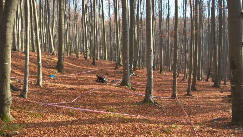 Central European Beech Forest Soil Study Plot