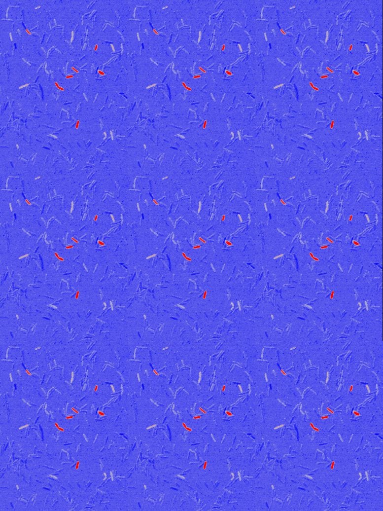 Grafico dell'operone cefaloordine e Cps