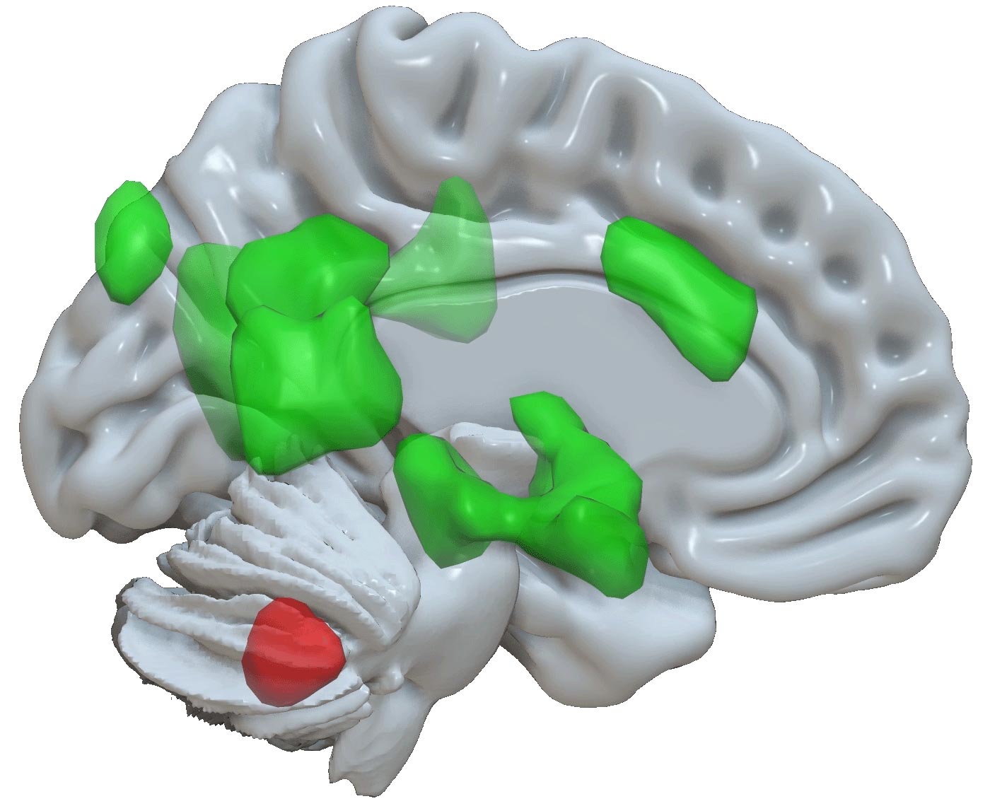 Ahli saraf menemukan fungsi baru otak kecil: memori emosional
