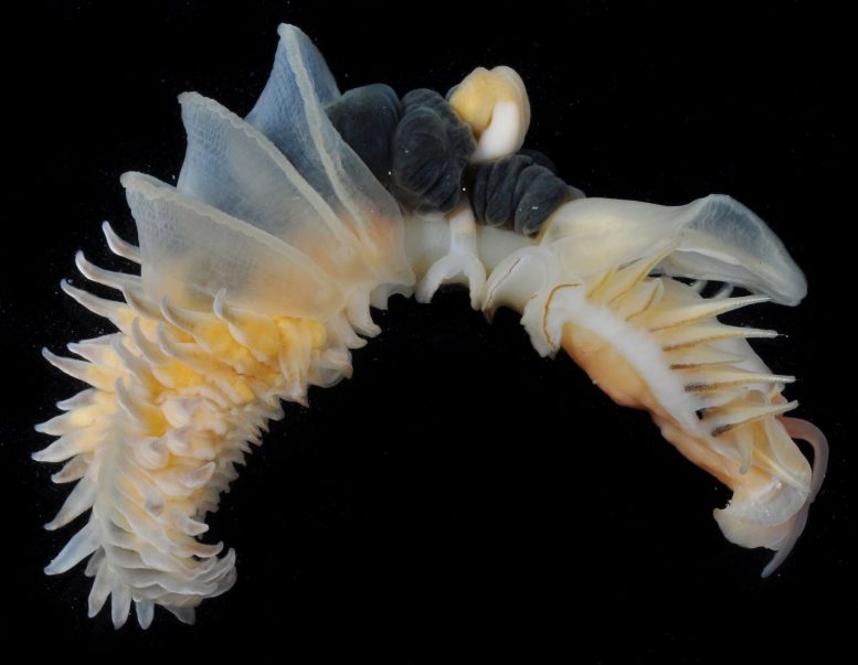 Chaetopterus Djiboutiensis Marine Worm