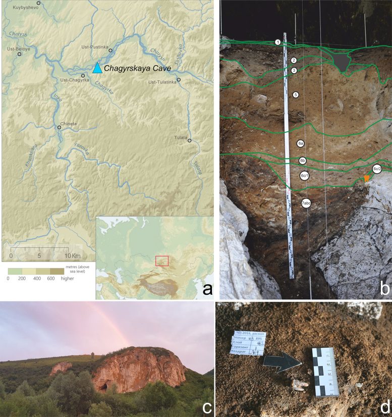 Chagyrskaya Cave Molar Discovery Context