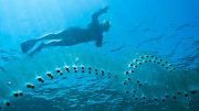 Chain of Salps Floating in the Ocean