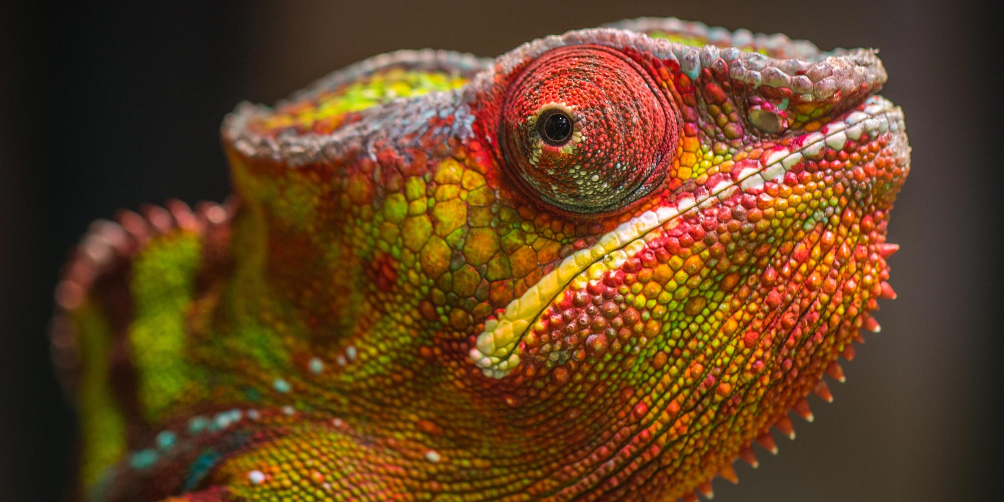 The secret to chameleon color change: Tiny crystals, Science