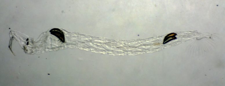 Chaoborus edulis Larva Under Microscope