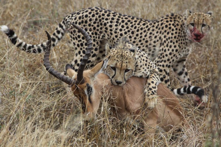 Cheetah Impala