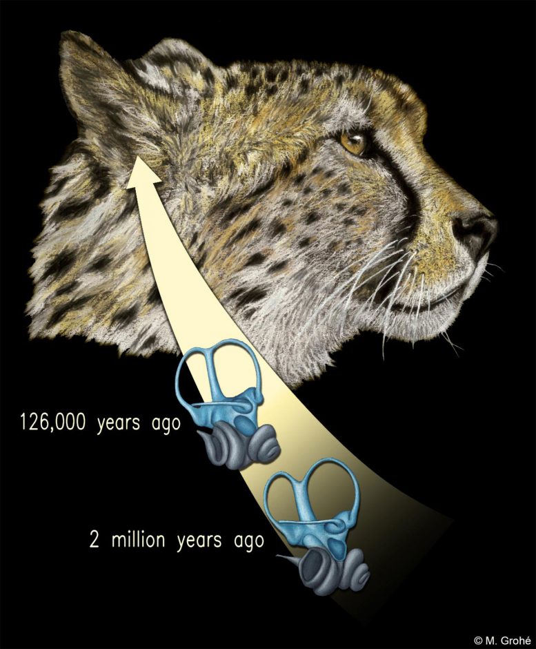 Cheetahs' Inner Ear Vital to High-Speed Hunting