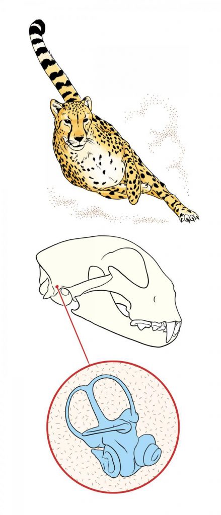 Cheetahs' Inner Ear is One-of-a-Kind, Vital to High-Speed Hunting
