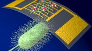 Chemical Sensor Using Organic Nanowires