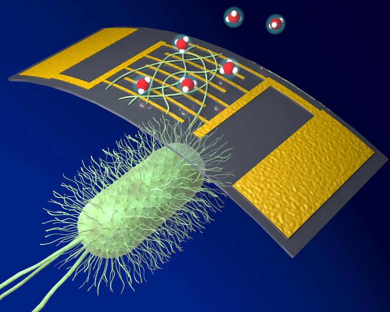 Chemical Sensor Using Organic Nanowires