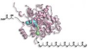 Chemists Discover Structure of Bacterial Enzyme That Generates Useful Polymers